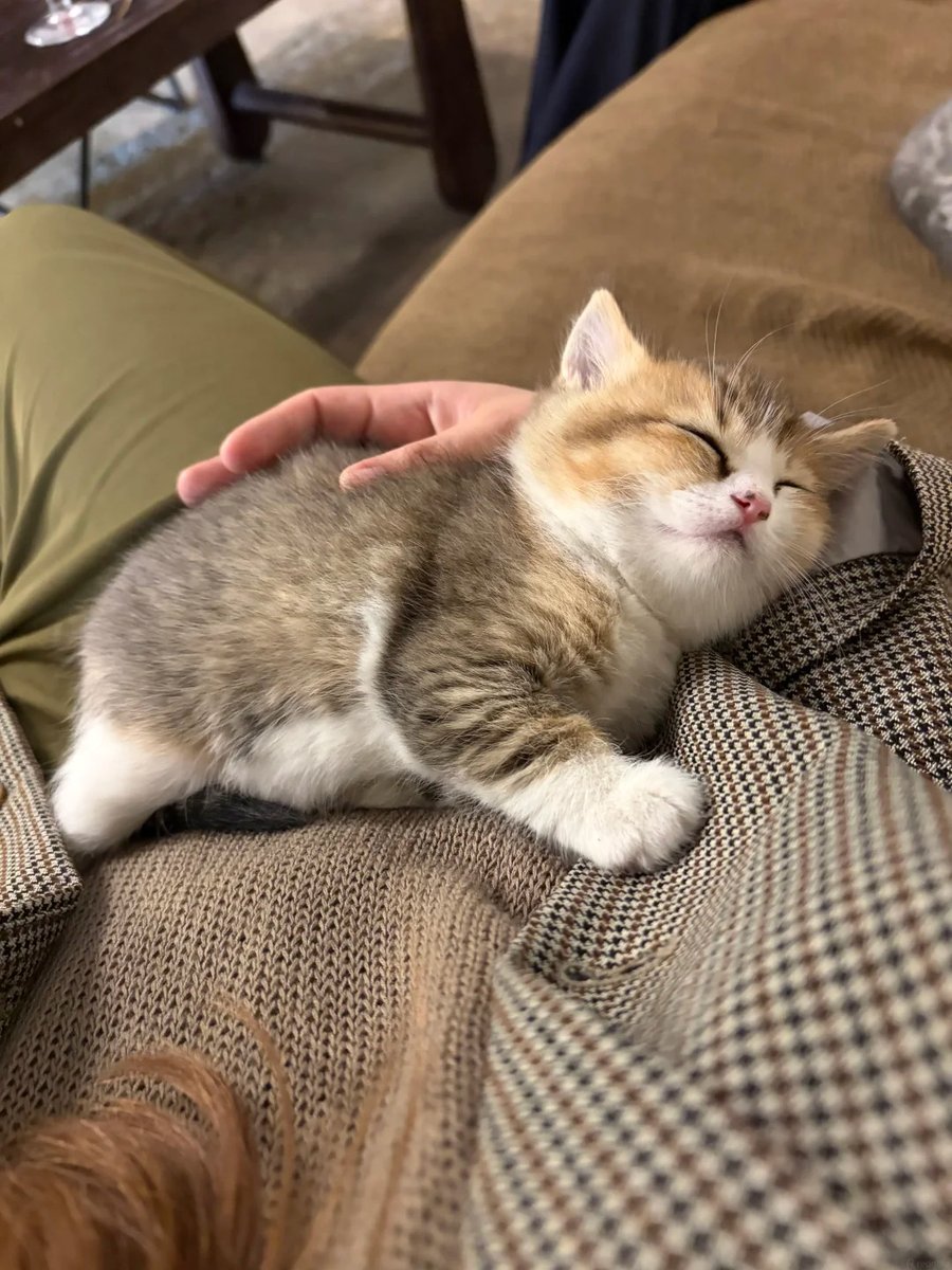 cutestscats's tweet photo. https://t.co/OLFgeJAbvd