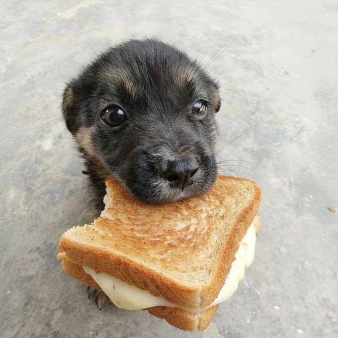 angel..puppyy tweet media