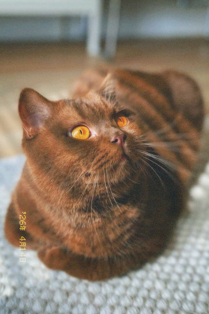 Saretüün tweet media