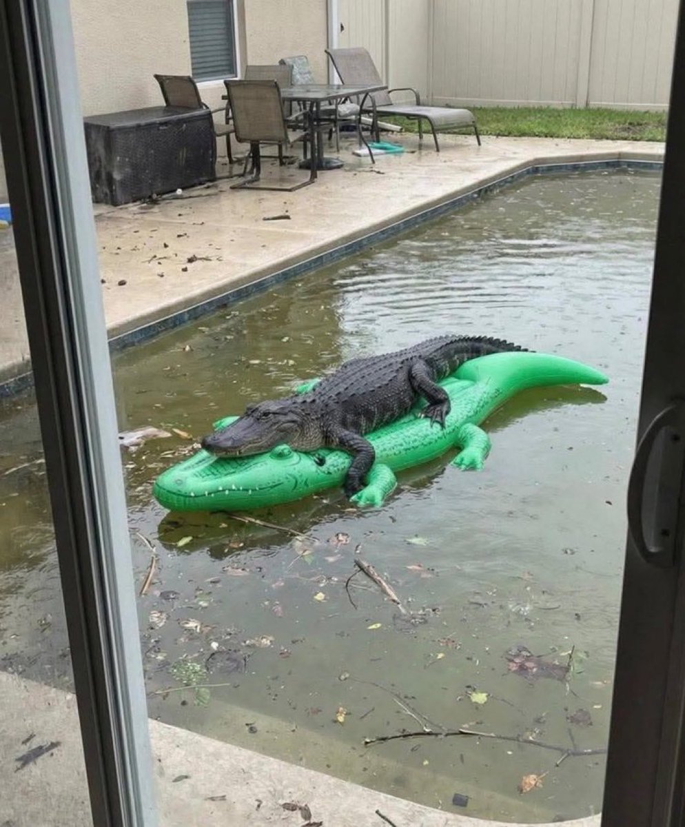 crocodile tweet media