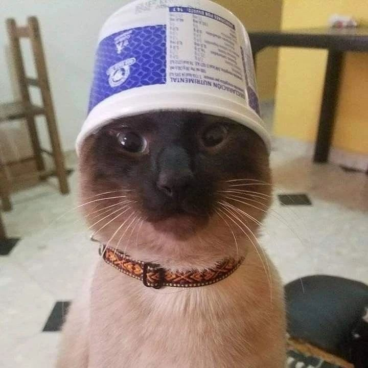 Punch Cat (@punchingcat) on Twitter photo 