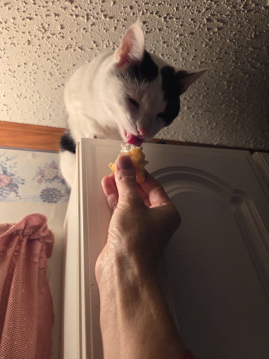 TheSprinklesCat's tweet image. Meowmy never gives me sweets but she let me try a Peeps Easter cupcake! I only got a couple of licks of the middle! So good! Marshmallowly good creme! We ❤️ our Peeps! Hope mew have a purrfect #TongueOutTuesday! #cowcat #CatsOfTwitterX #AdoptDontShop #StaySafeFurrends