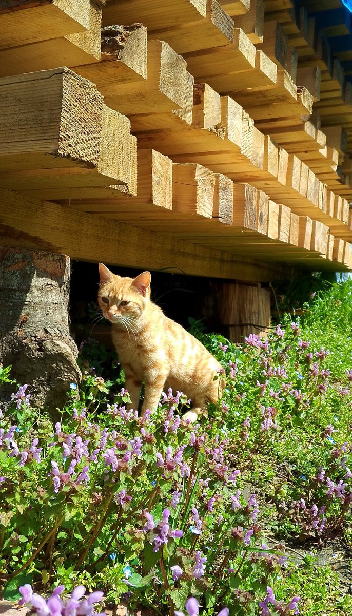 imakzeynep's tweet photo. 🐱 https://t.co/zVc1PoOath