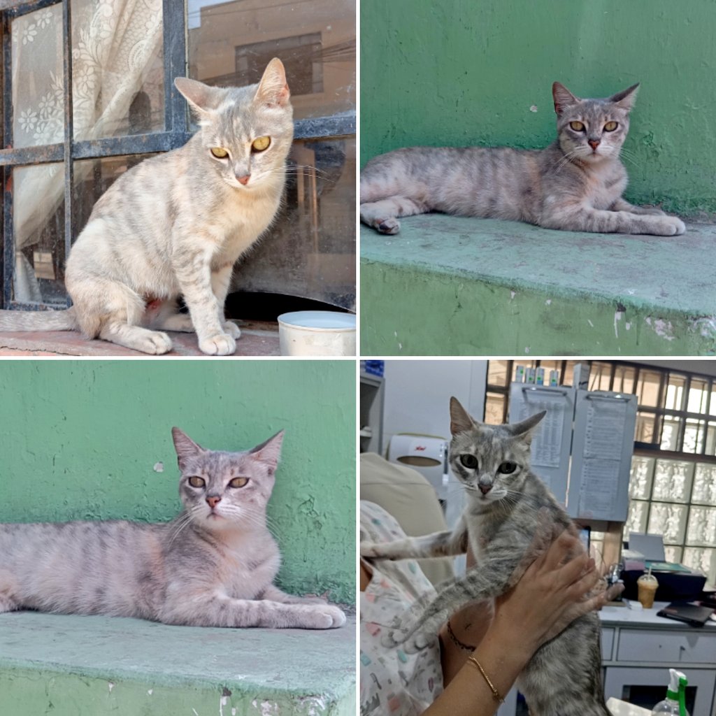 Claudio César 🇵🇸 tweet media