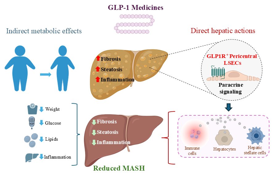 DanielJDrucker's tweet image. How do GLP-1 meds improve liver health through #weightloss independent mechanisms? Here @ChusaGzlzRellan &amp;amp; colleagues identify Liver Sinusoidal Endothelial Cells as direct targets of semaglutide, linking LSECs to reduction of #inflammation #Fibrosis #MASH cell.com/cell-metabolis…