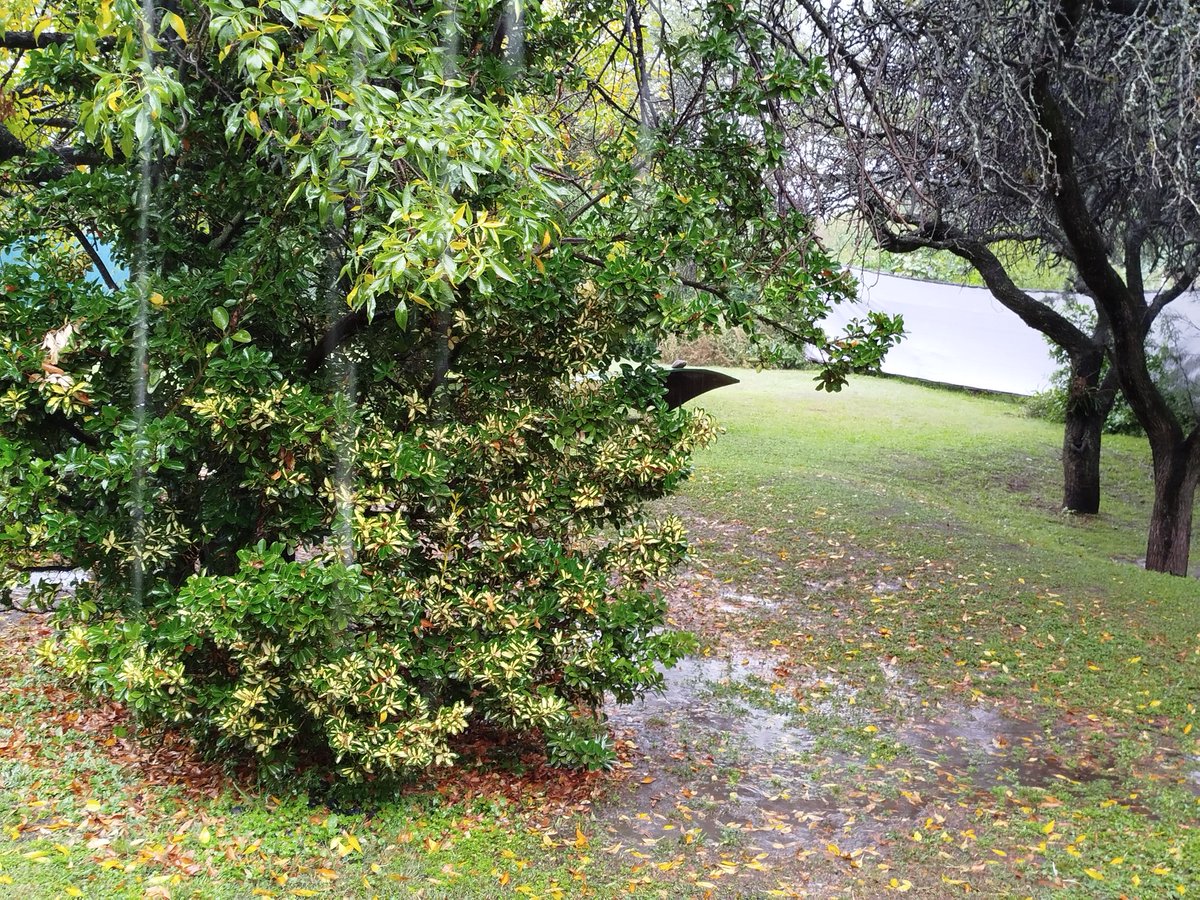 meteorafa tweet media