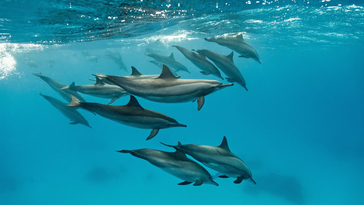 🐬 Today is #NationalDolphinDay! 

Did you know that nearly 40 different dolphin species swim in oceans and rivers all around the world? Learn more about some of these remarkable creatures: oceana.ly/4dK5kUK