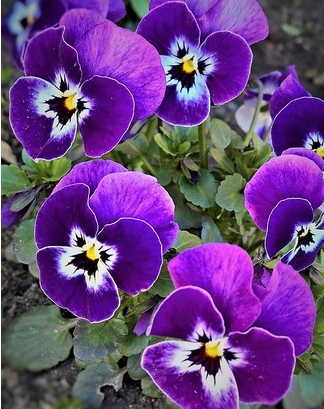 Monacensia tweet media