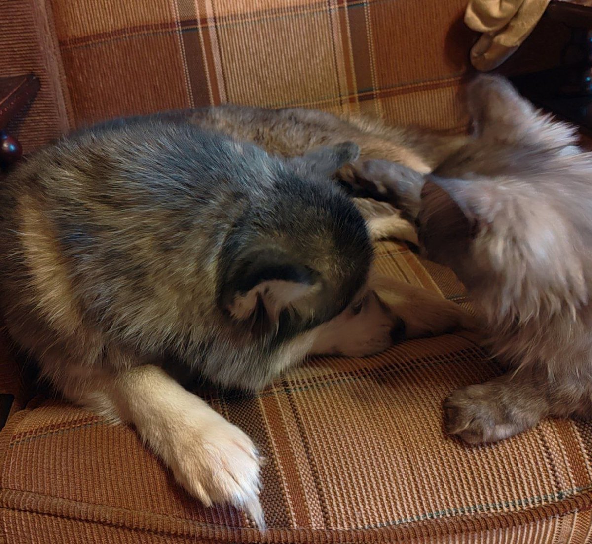 Azspid FM tweet media