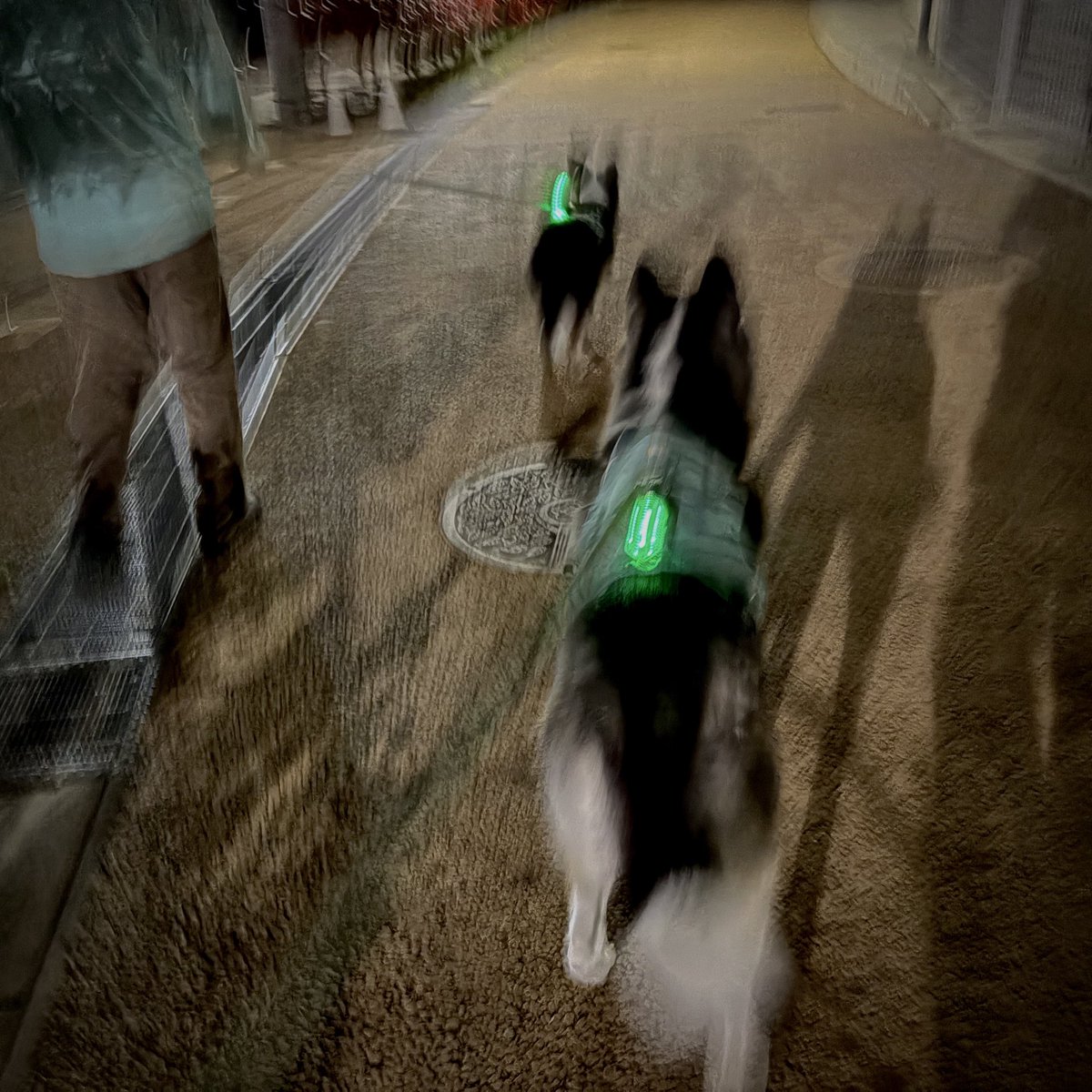 SCREEN 犬猫 tweet media