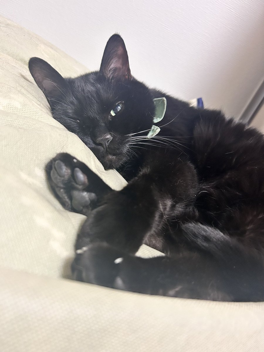 roy20210212's tweet photo. 添い寝風イケメン🐈‍⬛🐾

#猫 #cat #猫のいる暮らし #にゃんこ #ねこ #猫好き #ネコ #保護猫 #キジトラ #猫がいる生活 #猫好きさんと繋がりたい #猫がいる幸せ #ネコ #猫写真 https://t.co/DXOrrSLCPg