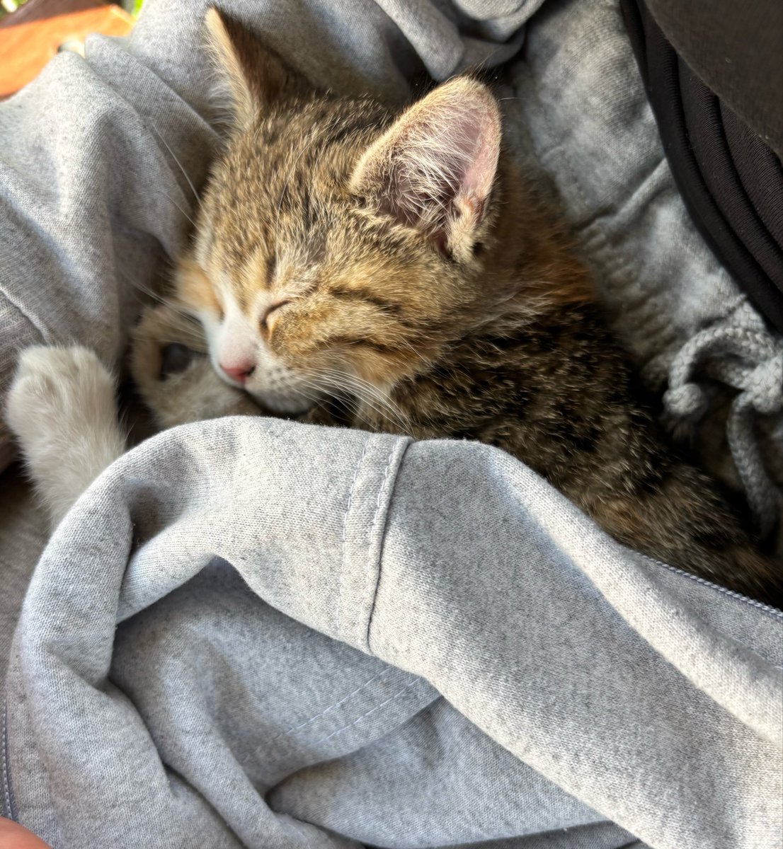 küçük Türko tweet media