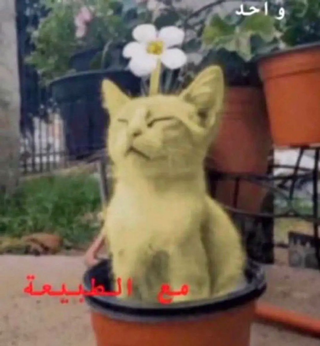 ميران tweet media