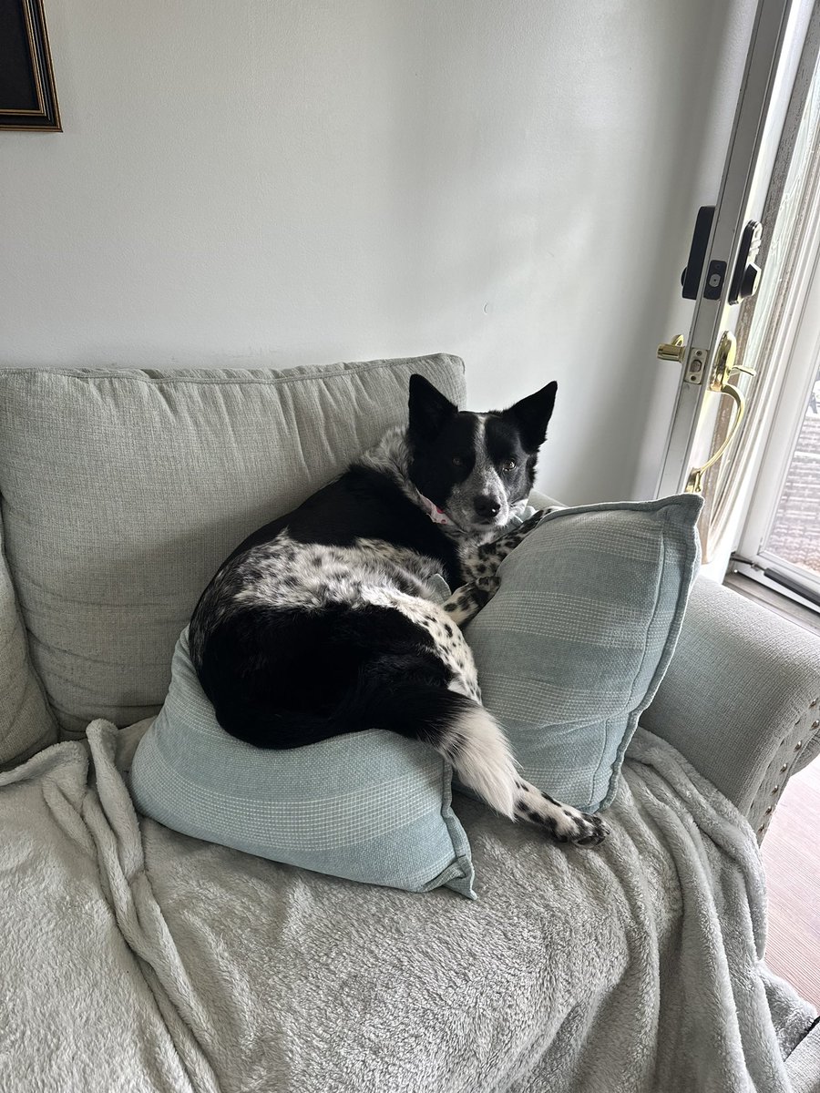 Moore247's tweet photo. Meet Henry https://t.co/YSllBlUkKw