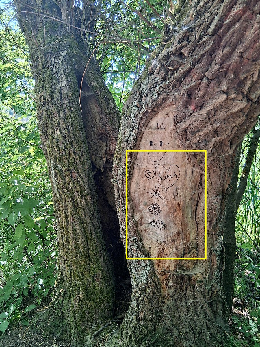 Treefrix - nature prints🌿 tweet media