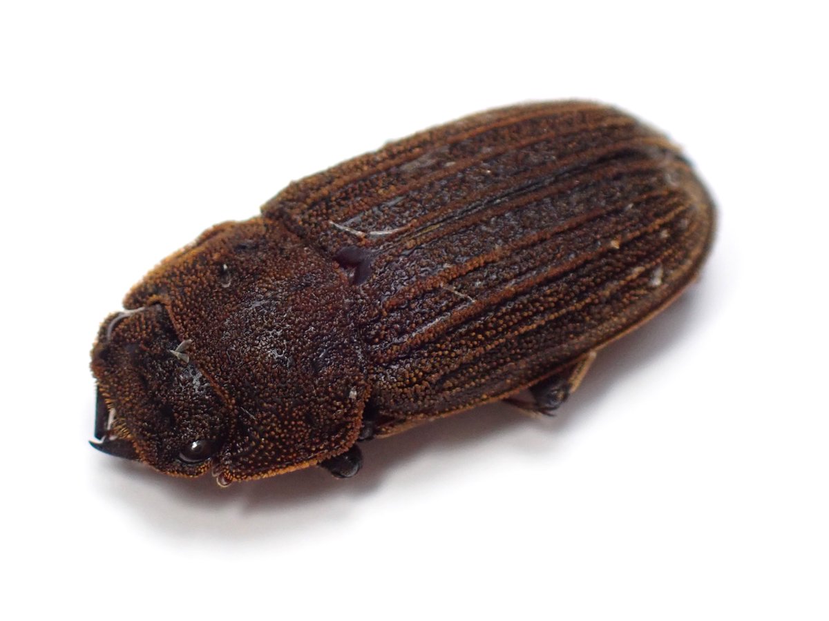 わたくわ tweet media