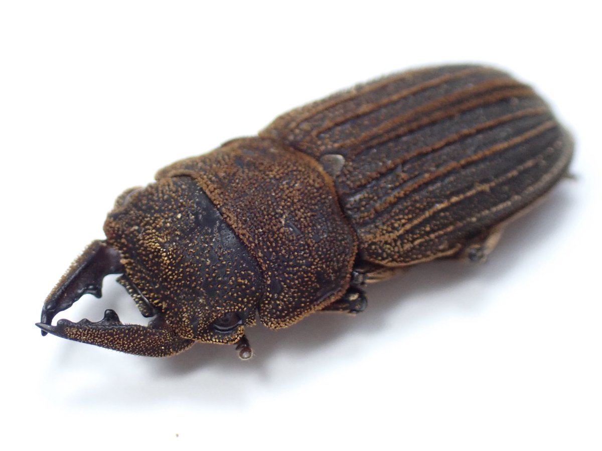 わたくわ tweet media