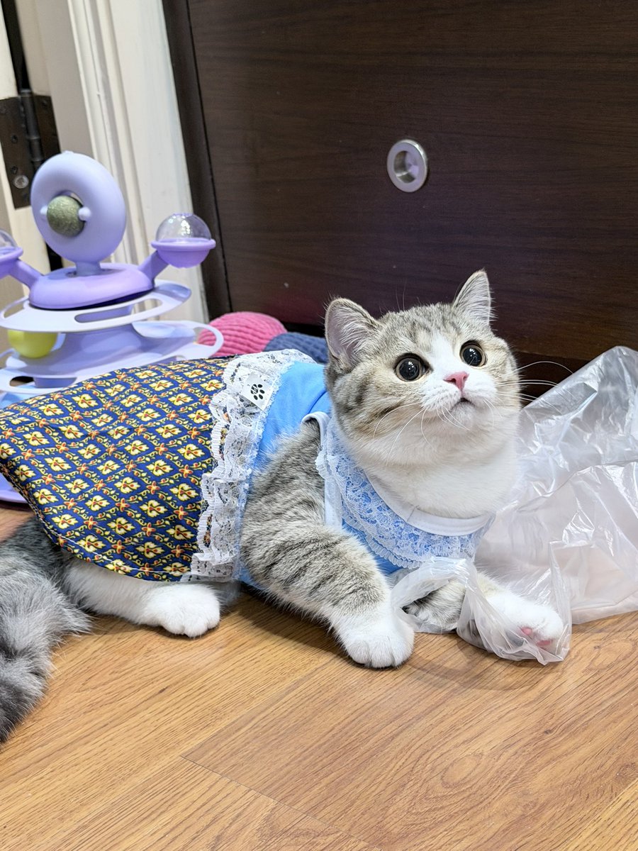 whoispluggy's tweet photo. นางสงกรานต์มาแล้วค่ะพี่ๆ🐾💦 https://t.co/XIDETfxXZB