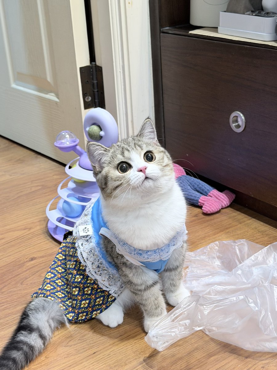 whoispluggy's tweet photo. นางสงกรานต์มาแล้วค่ะพี่ๆ🐾💦 https://t.co/XIDETfxXZB