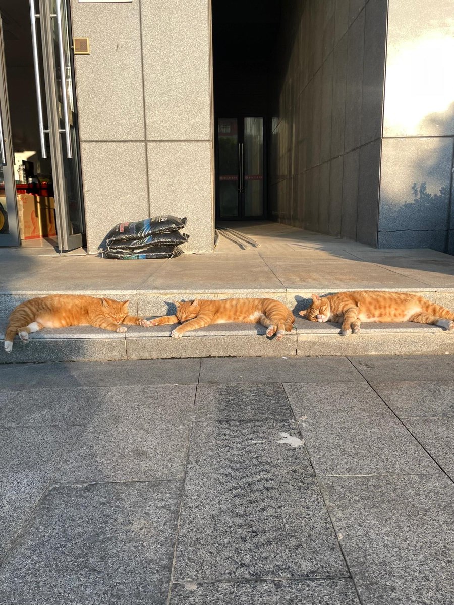 Nagi Al-Batal tweet media