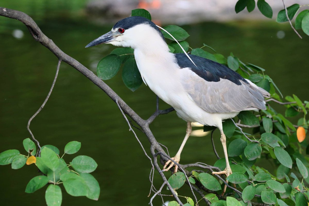 THE qoolka tweet media