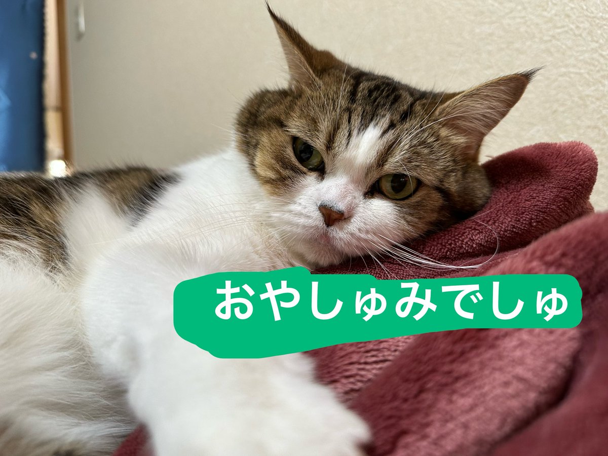 みるら ➰🌈天使のさくらといちご tweet media