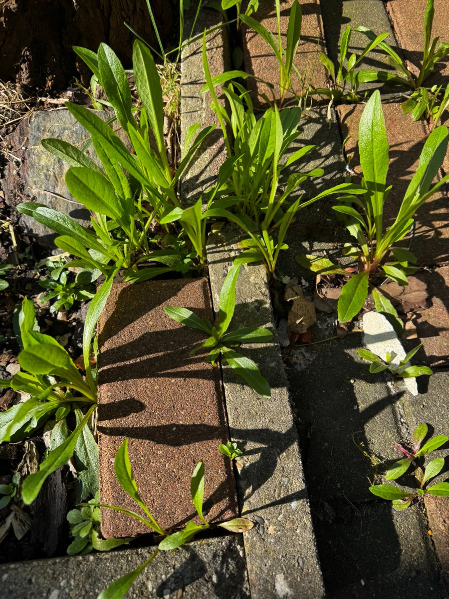 ᗪIE ᕼᗩᑎᔕEᑎ tweet media