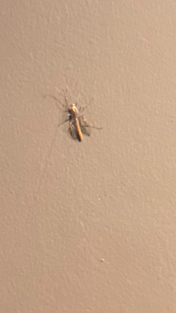 花森 四季@5.9(土)生誕祭 tweet media