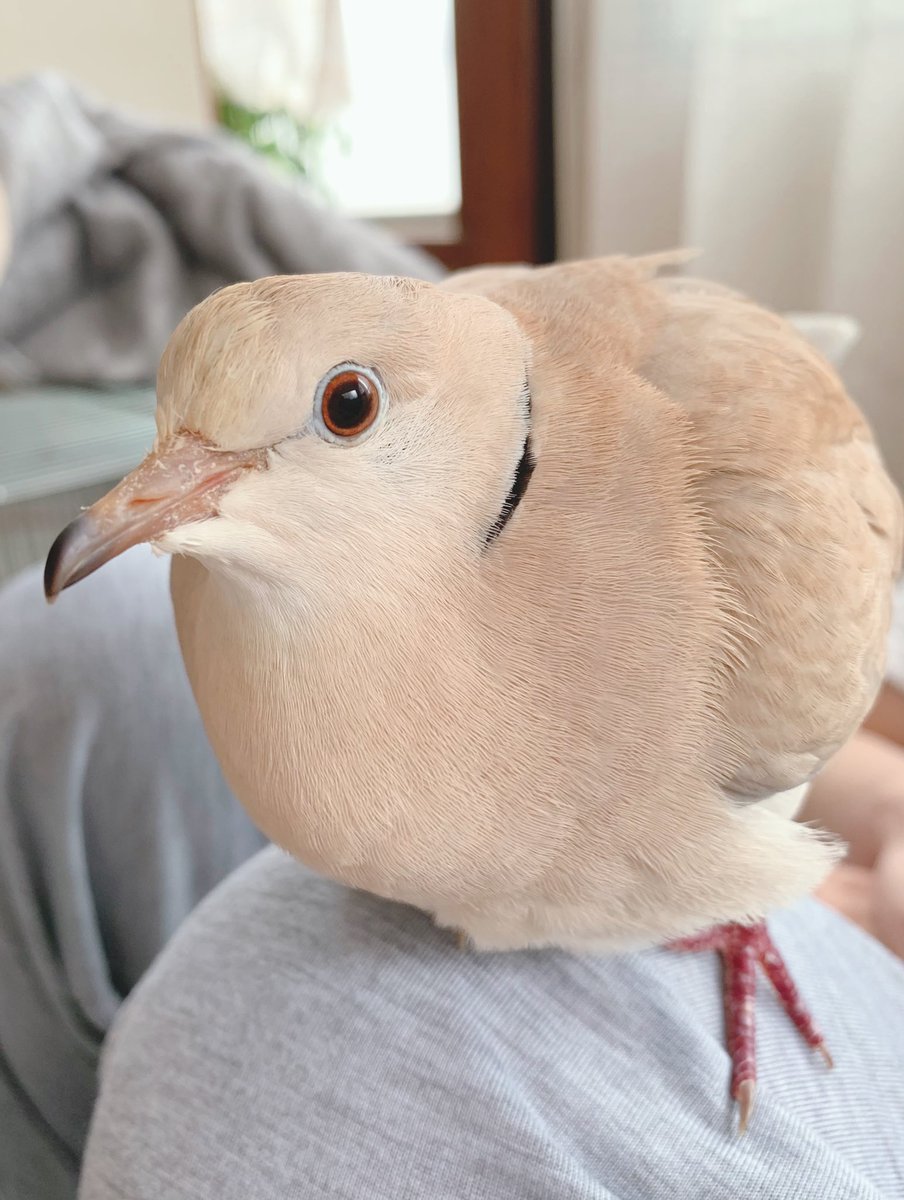 Hatoneko🕊ジュズカケバトのぽっぽ tweet media