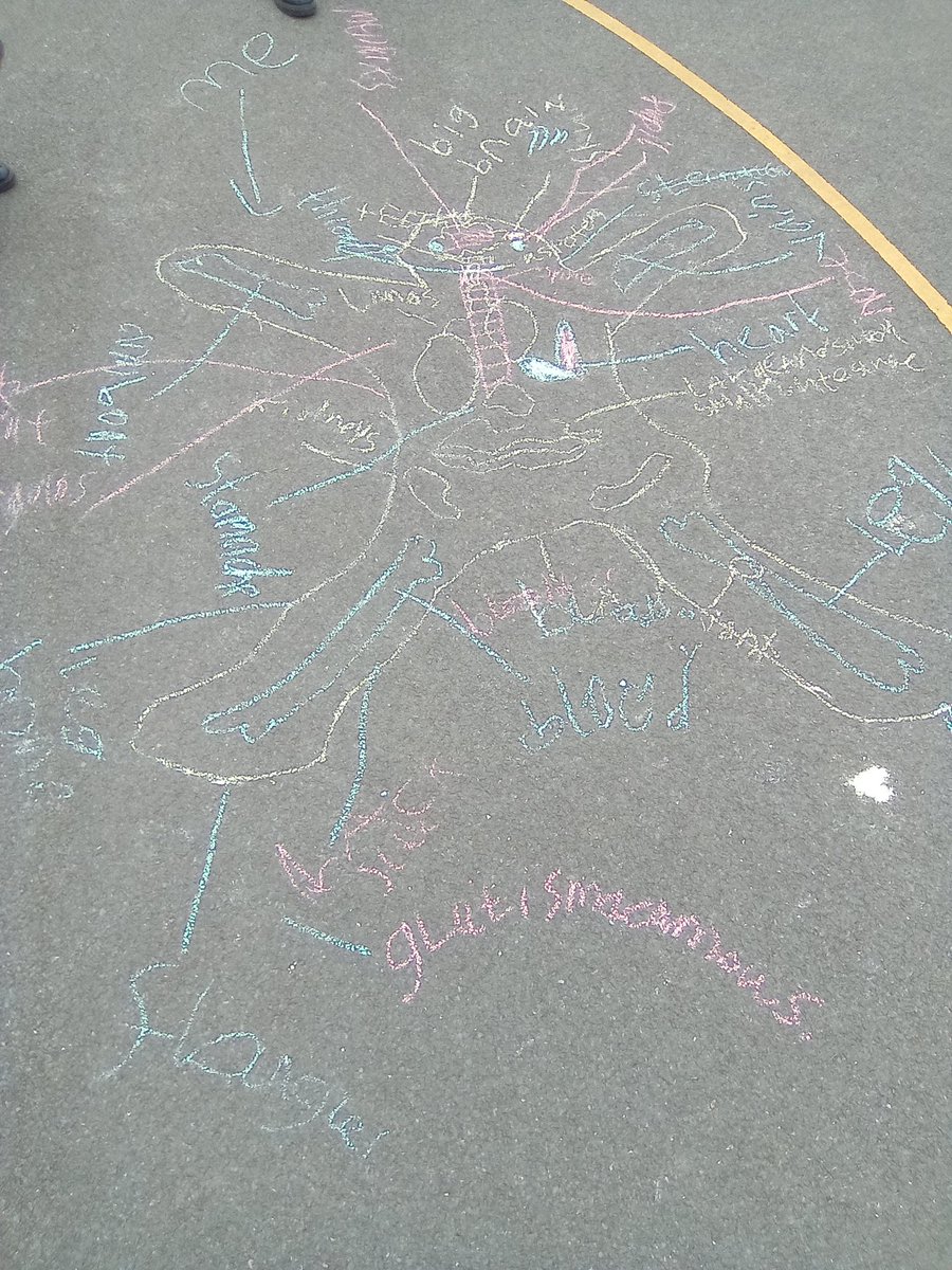 In #highfieldsscience we've been demonstrating our prior knowledge of the human body by drawing life-sized diagrams on the playground! 🩻🫀