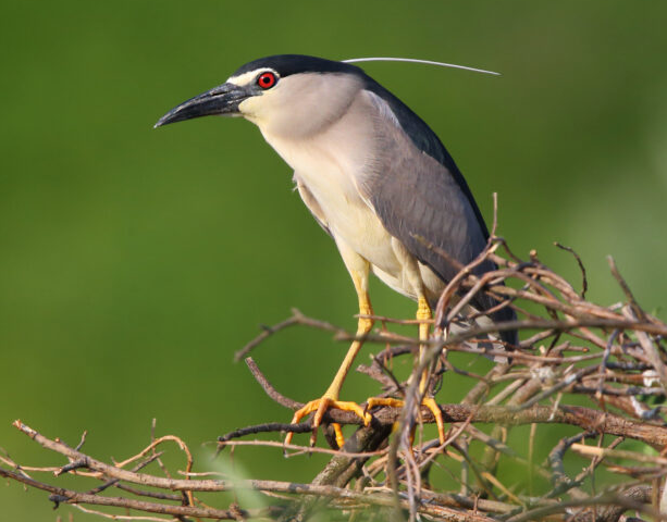 THE qoolka tweet media