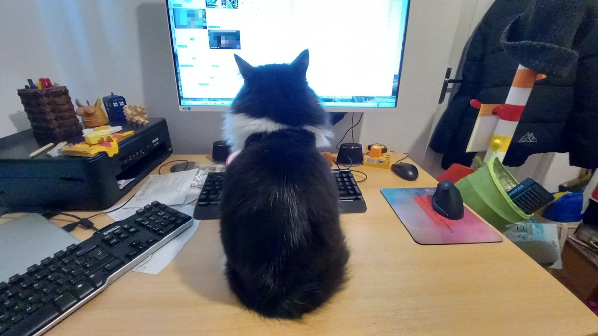 paulshaw's tweet image. Tuesday afternoon company meeting. #teams #workingfromhome #cat #bailey