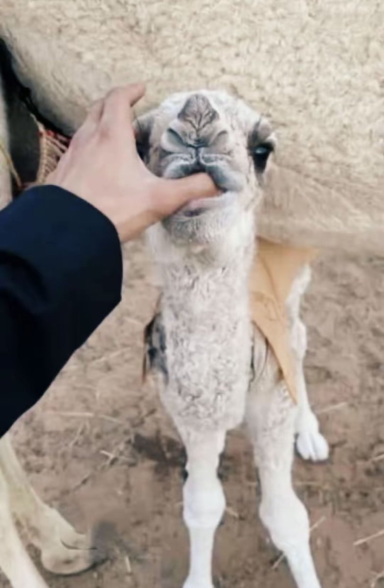 ᷂نواف ᷂العتيبي tweet media