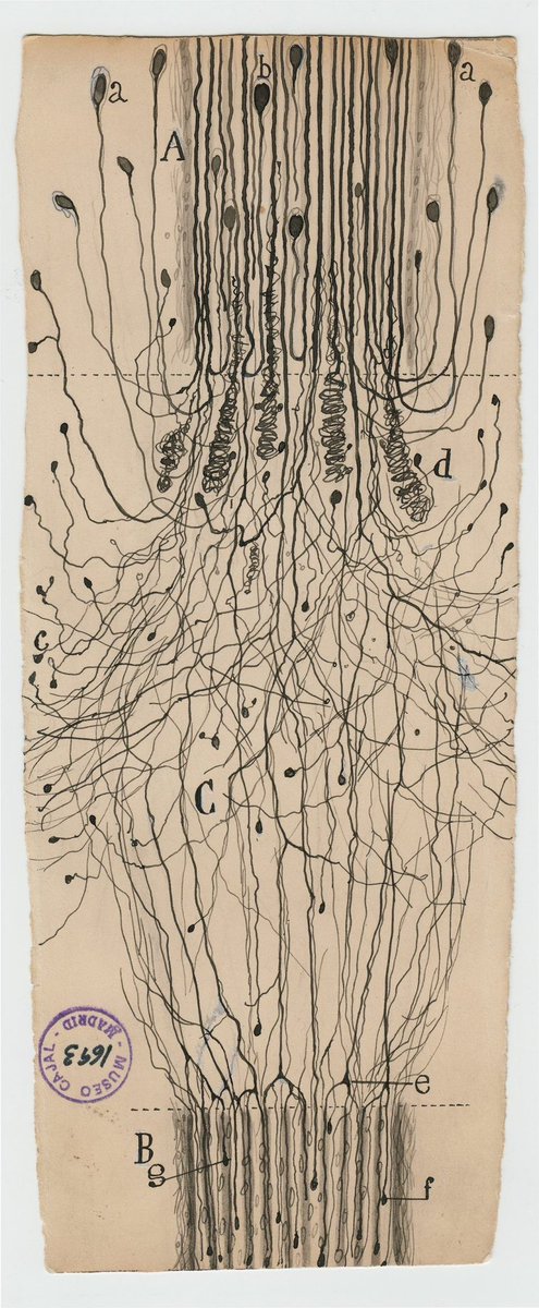 neurological illustrations manifested as data visualizations of human thought, hand drawn by roman y cajal in 1899