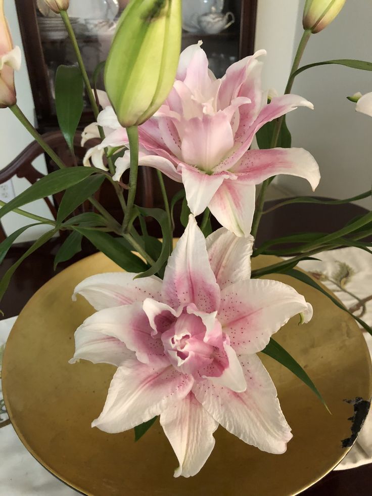 𝑂𝑟𝑎𝑐𝑙𝑒 𝑜𝑓 𝐷𝑒𝑙𝑓𝑜𝑠 tweet media