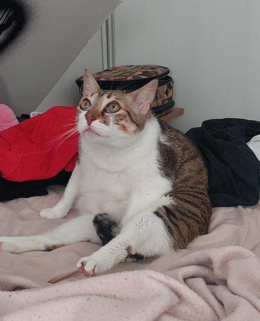 lud letal tweet media