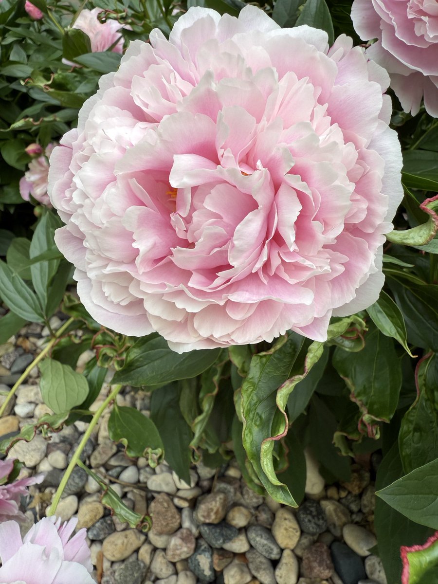 Raekeduoh tweet media