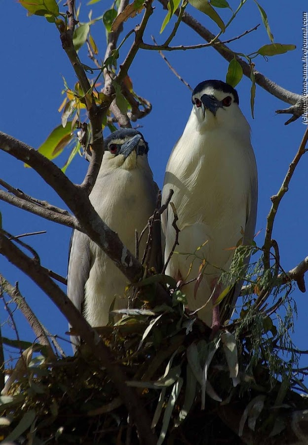 THE qoolka tweet media