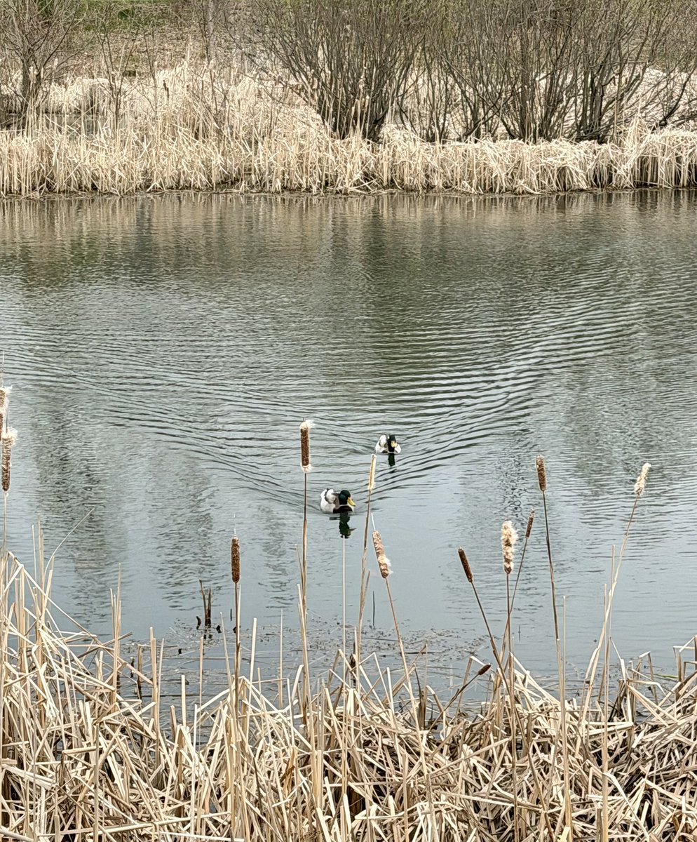 GriffinMctavish's tweet image. R/T Classic: Landing, Front pose, Side pose #ThankYouGod #UpStroke #ActFast #PennOpticBlessing