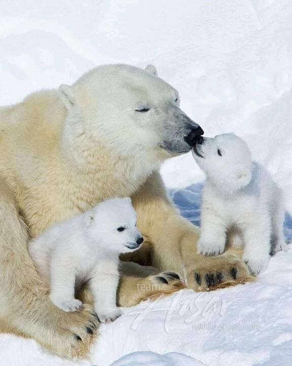 vivaneil tweet media