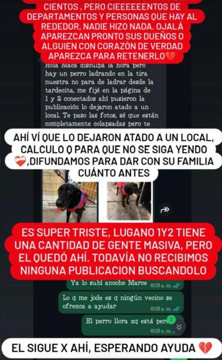 solo animales tweet media