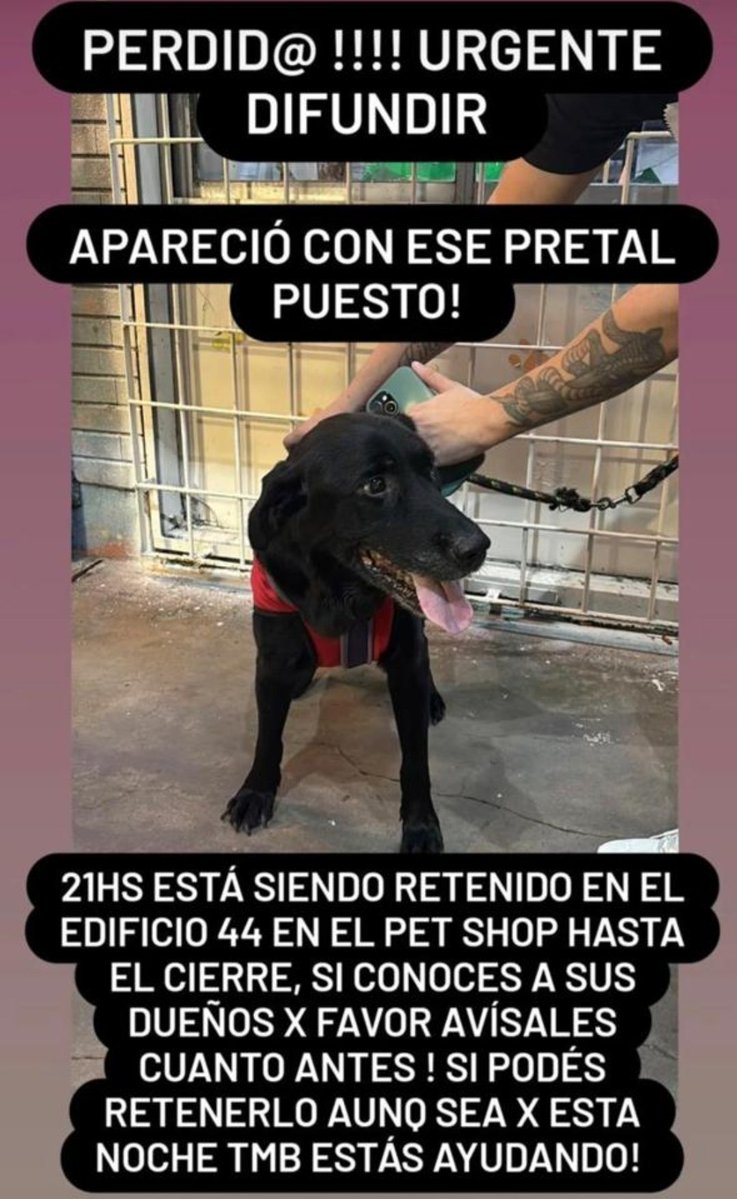 solo animales tweet media