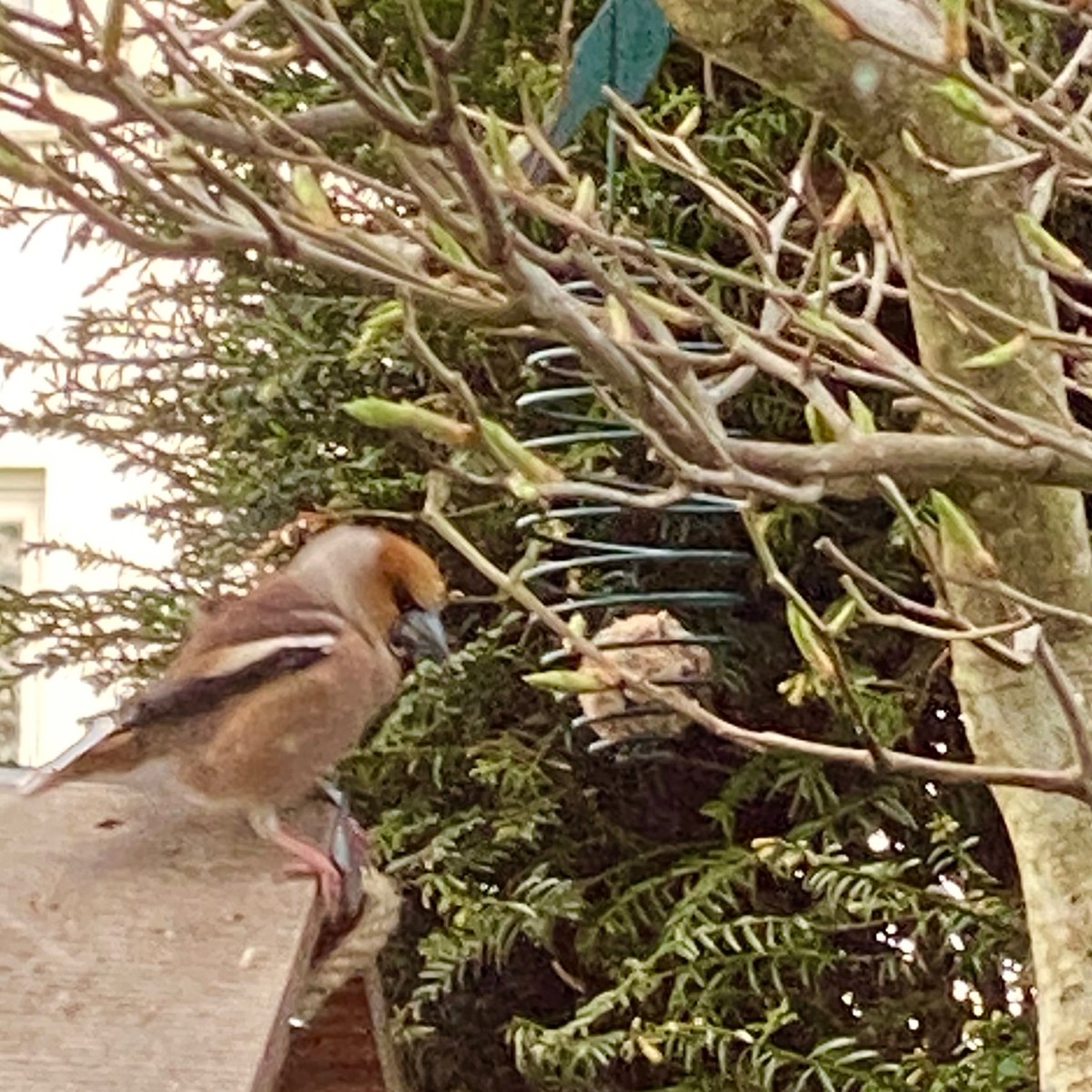 Ein neuer Gast am Futterhaus, wer weiß, welche Vogelart es ist?