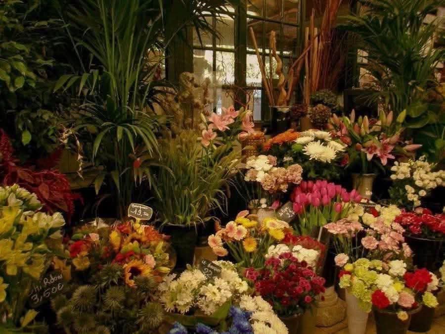 انا ازاي بحب الورد كدا