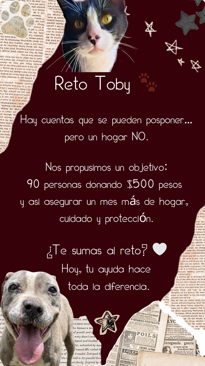 Fundación Toby tweet media