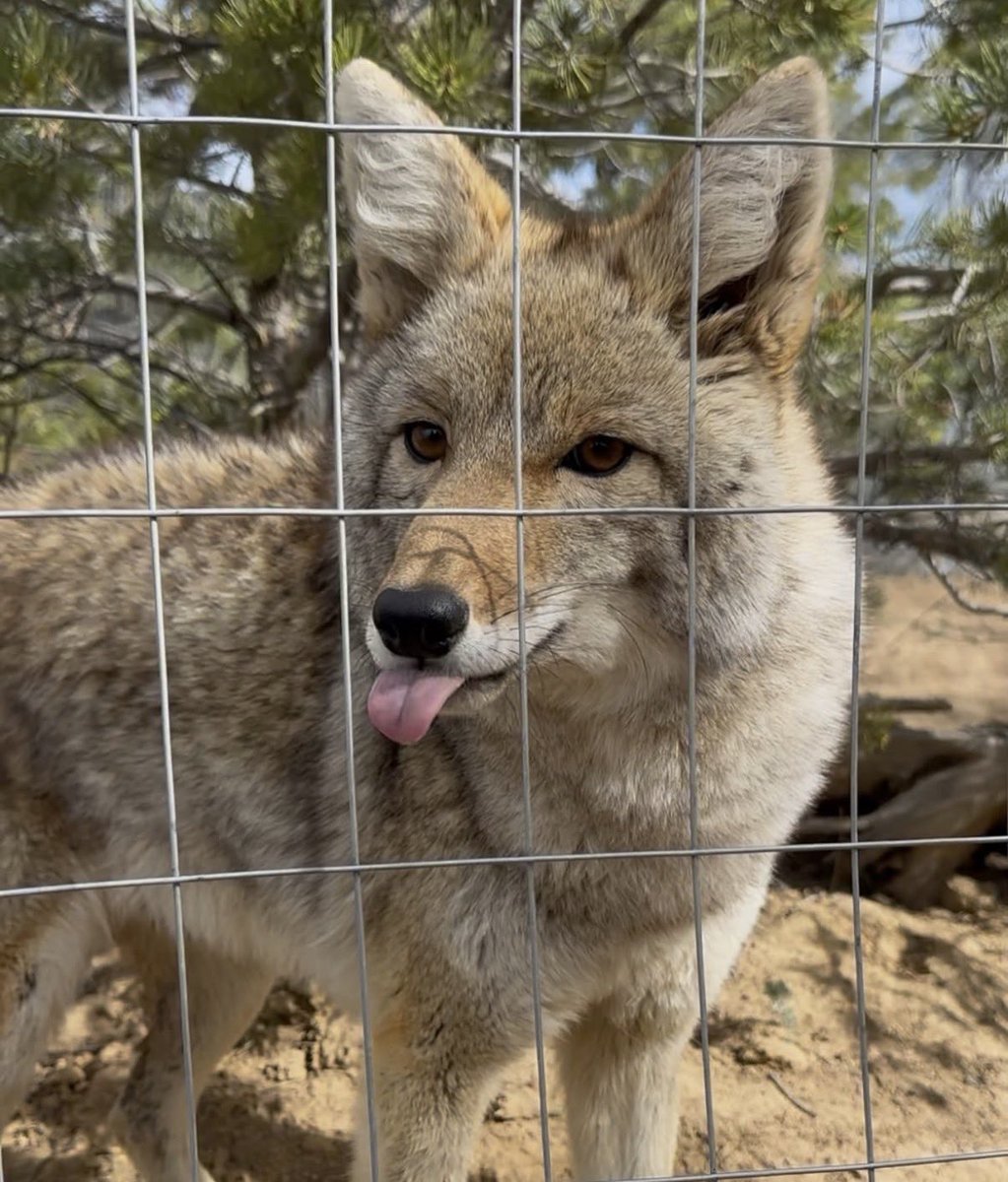 eigenyote (@emodirac) on Twitter photo 