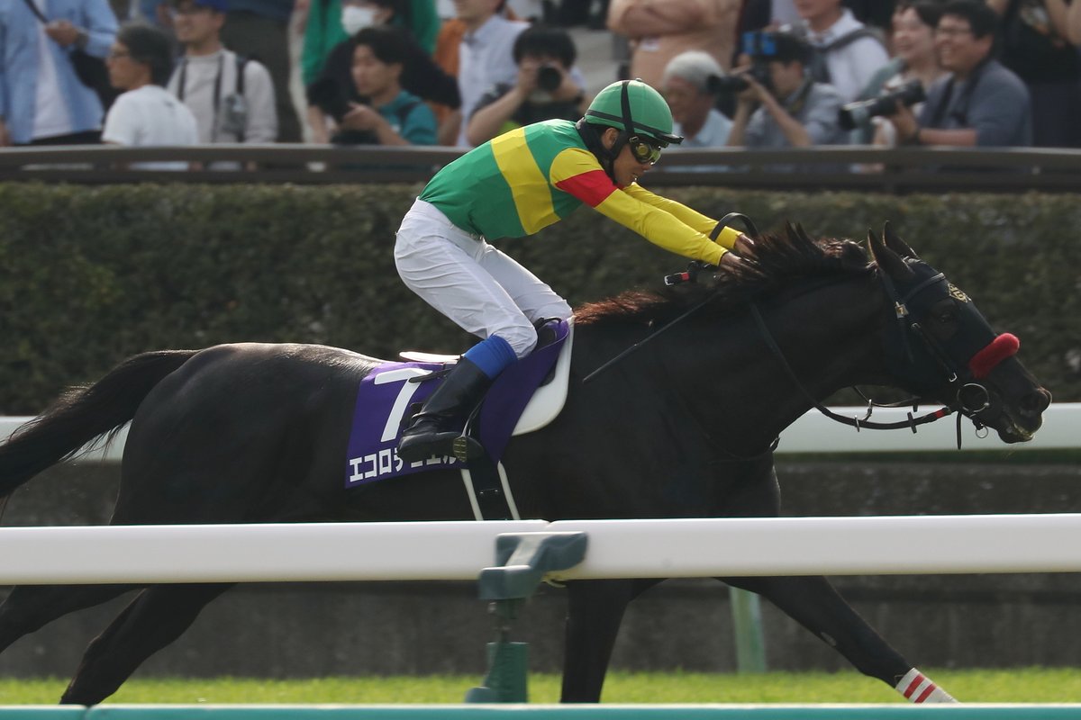 JRA-VAN公式 tweet media