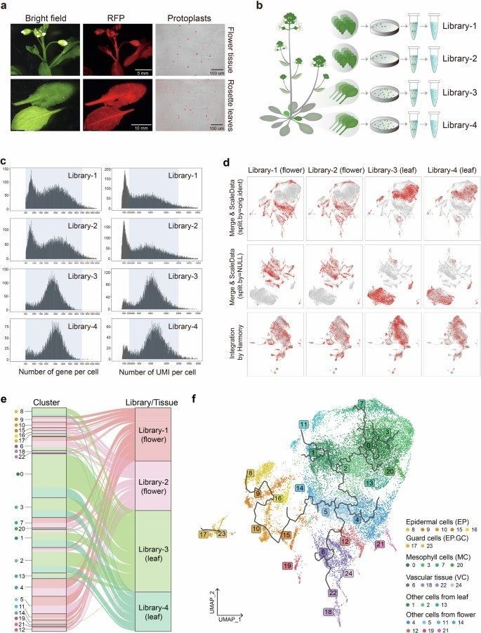 sci_plant's tweet image. Mapping the zygote-to-adult developmental cell phylogeny in Arabidopsis thaliana reveals a three-cell rule of branching 

nature.com/articles/s4147… 
♻️