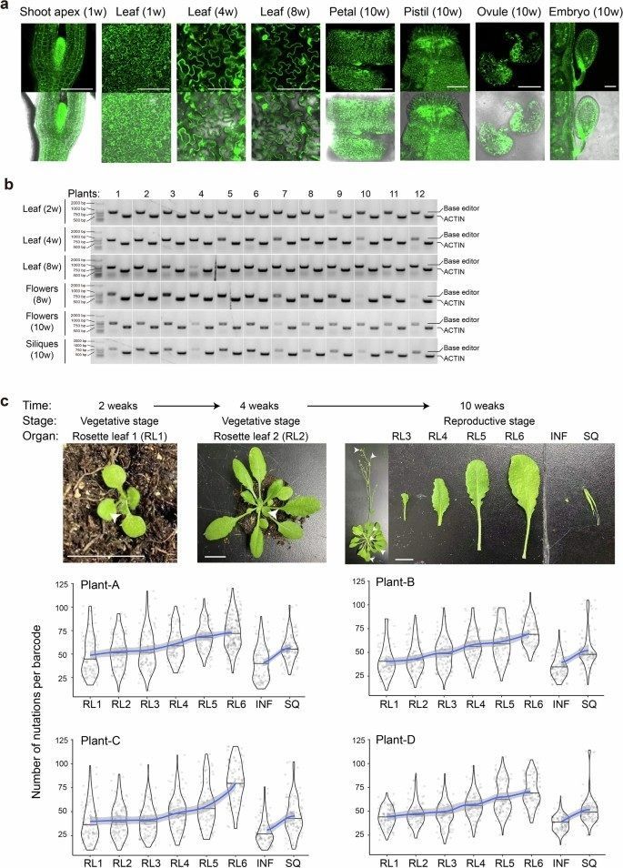 sci_plant's tweet image. Mapping the zygote-to-adult developmental cell phylogeny in Arabidopsis thaliana reveals a three-cell rule of branching 

nature.com/articles/s4147… 
♻️