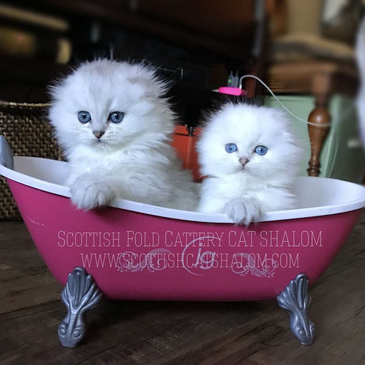 Scottish Cat Cattery "CAT SHALOM" tweet media